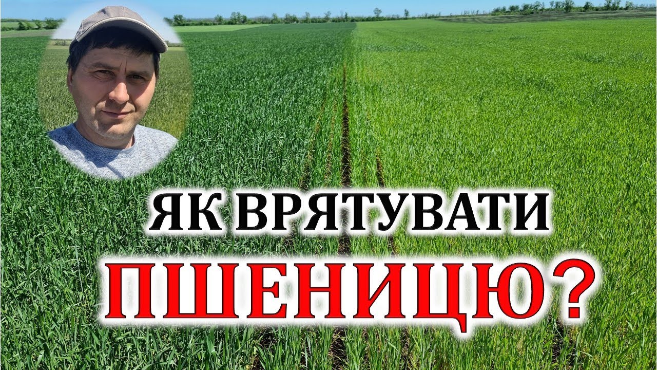Як врятувати пшеницю?