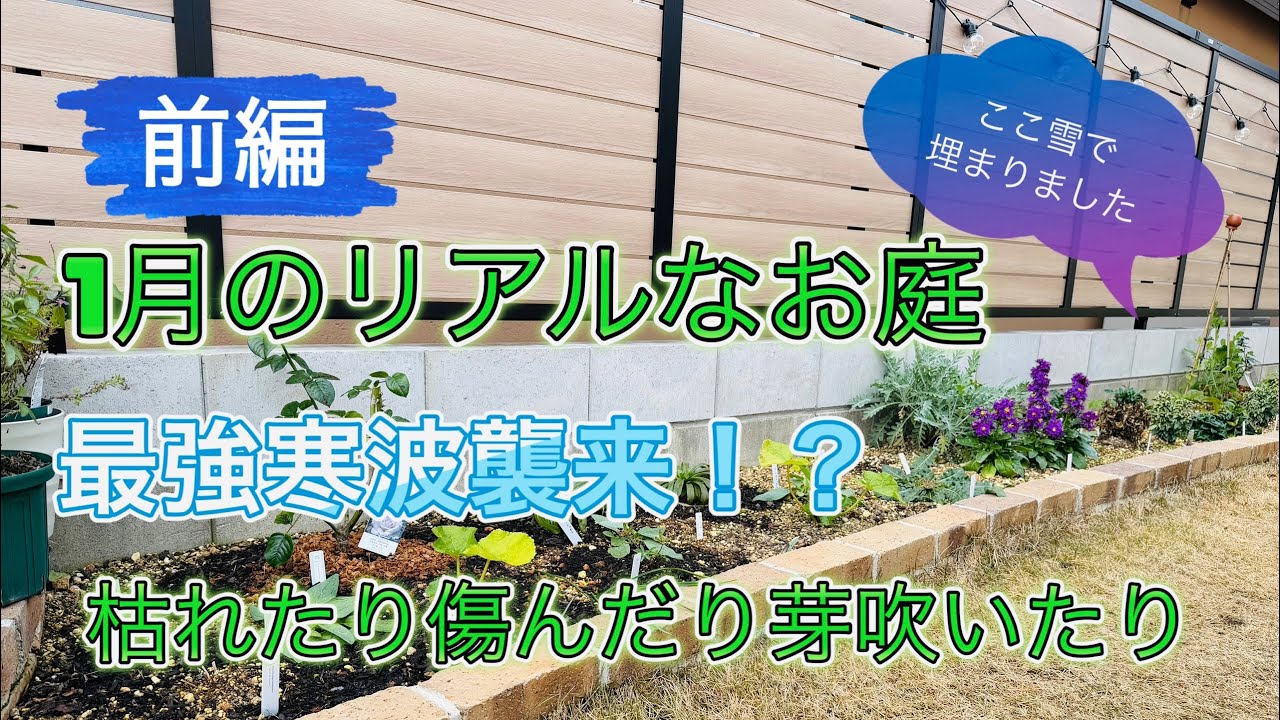 最強寒波襲来後！1月のメインガーデンお見せします！枯れるものもあれば芽吹くものもあり！リアルガーデンです！