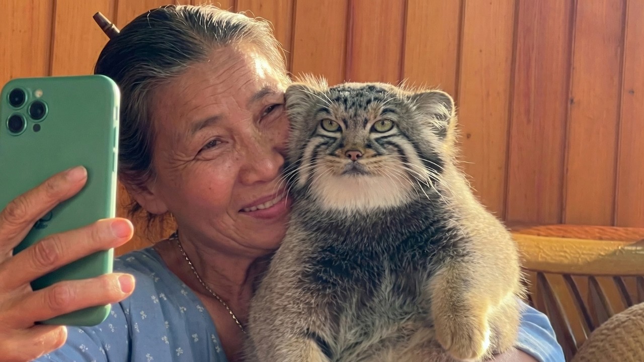 Rescued Orphaned Pallas's Cat in Siberia | What Happened Next Will Melt Your Heart