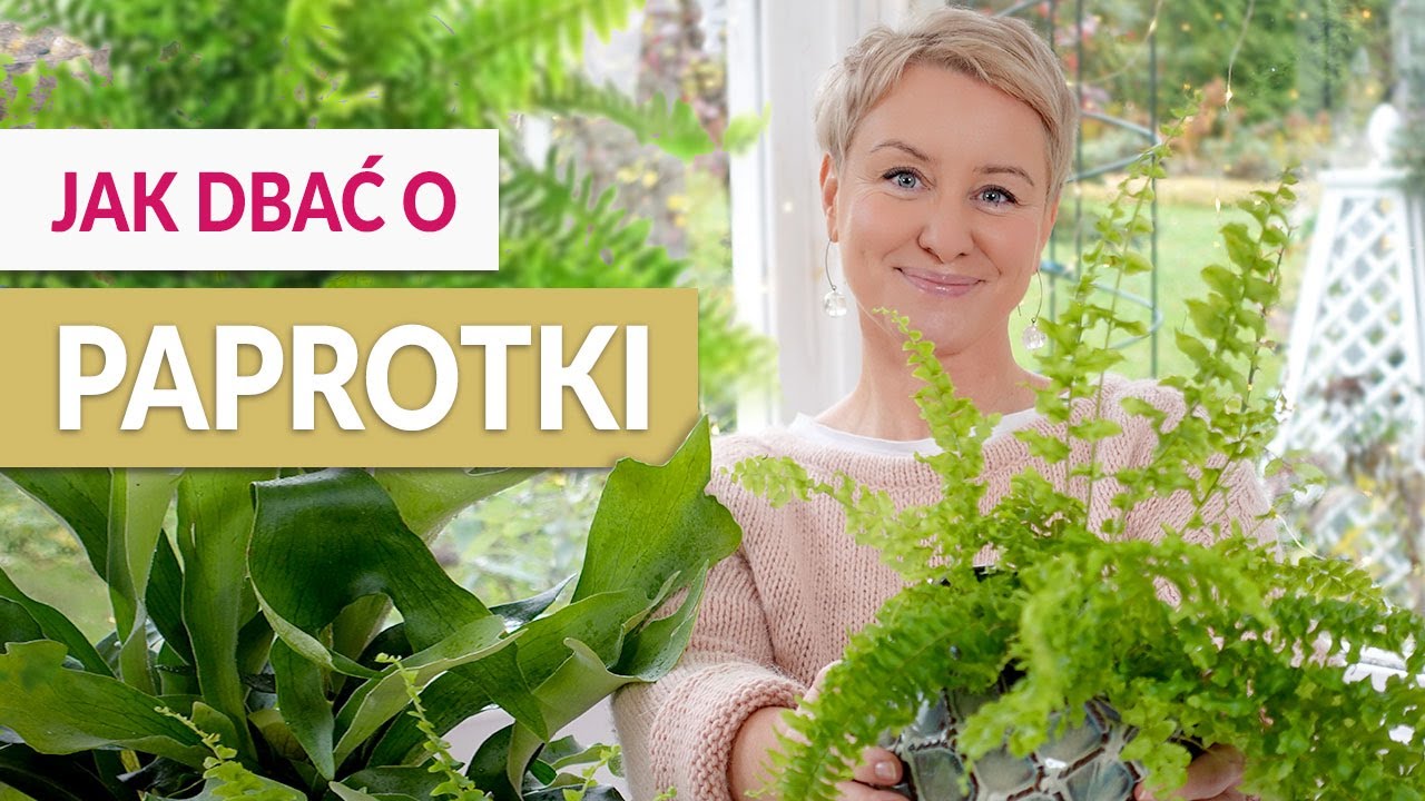 PAPROCIE DOMOWE - Sadzenie i pielęgnacja.