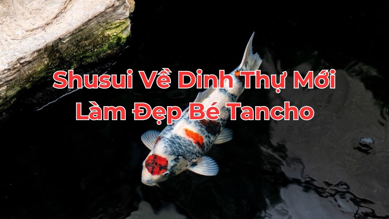 Tiễn Bé Shusui Về Dinh Thự Mới - Làm Đẹp Bé Tancho #koifish #zenkoifarm