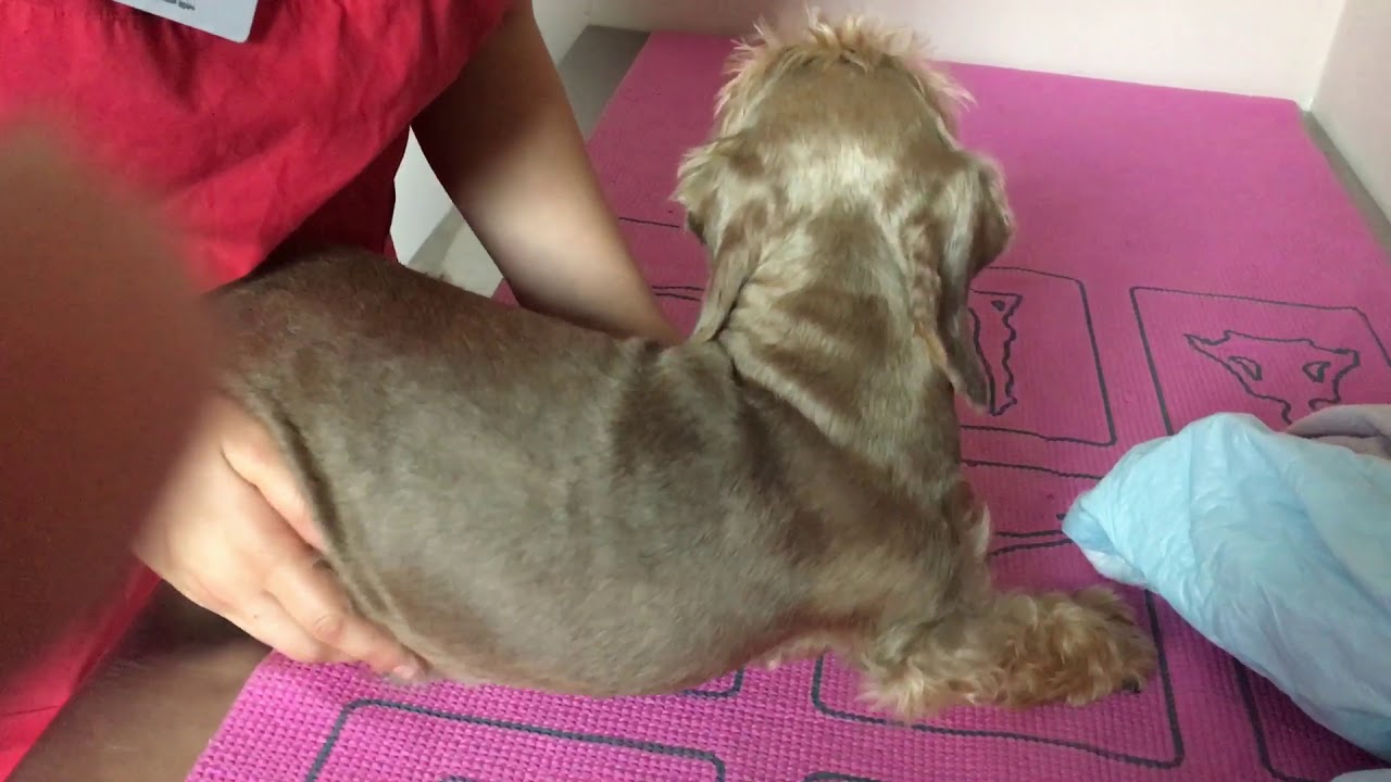 Реабилитация собаки после операции на шейном отделе позвоночника