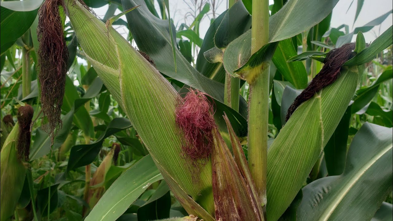 Maize Farming Guide For Higher Yield DK777