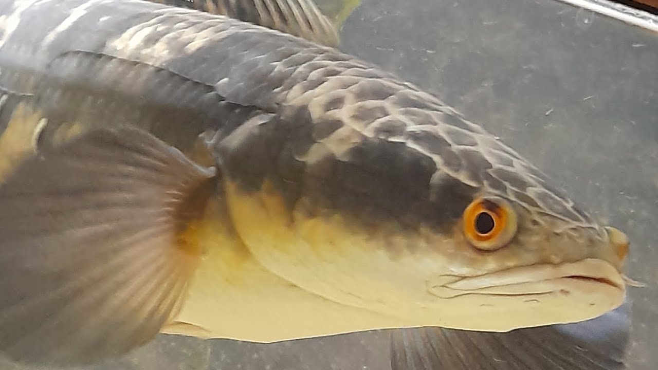Oddball predator tank
