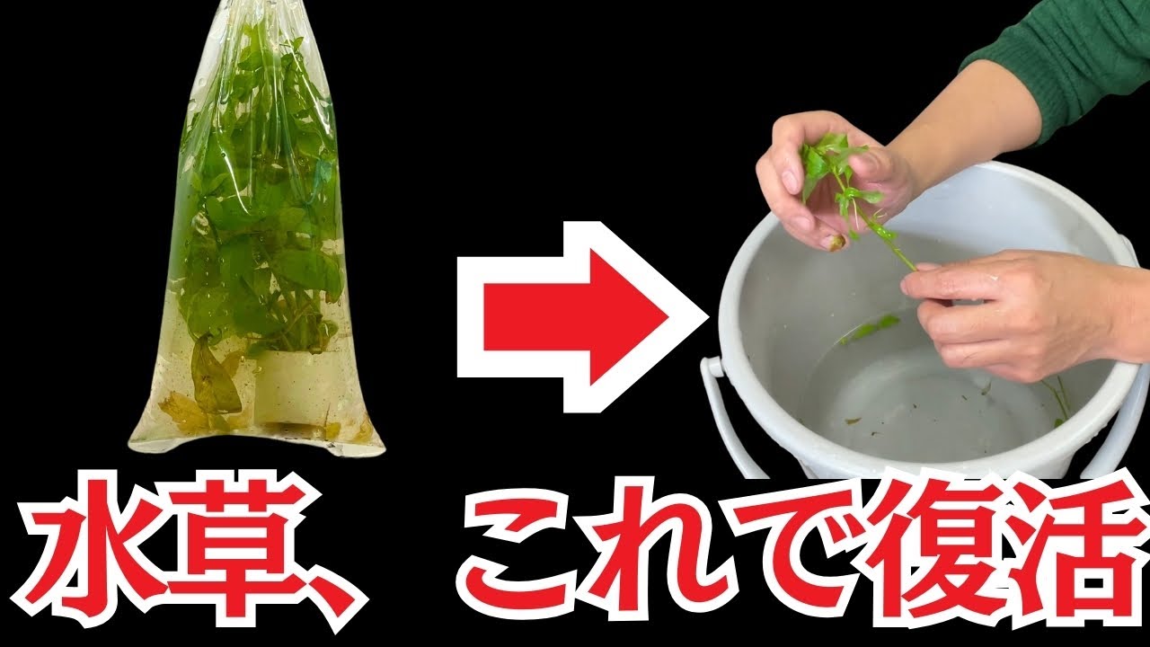 水草を買ったら必ずやってください