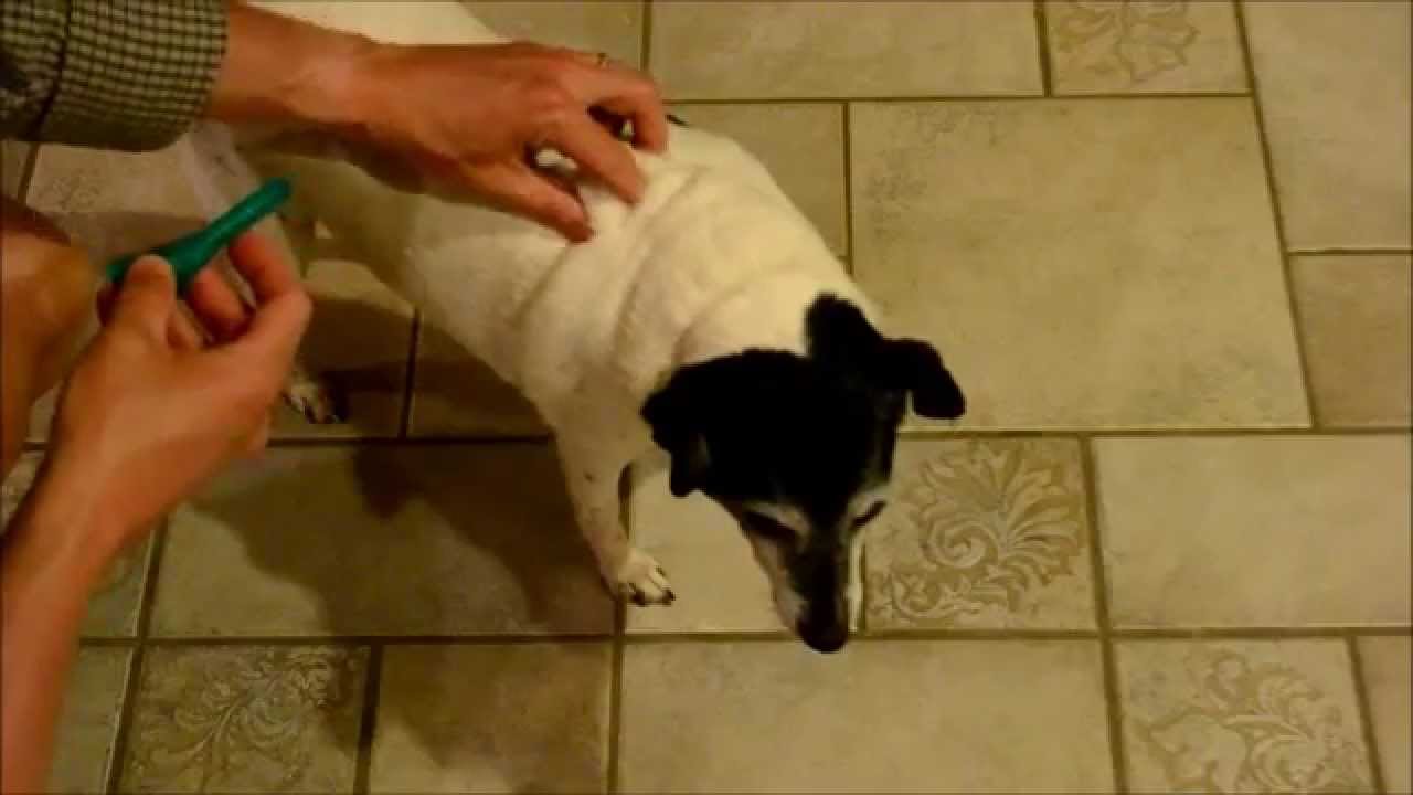 How To Apply Frontline Plus To A Dog