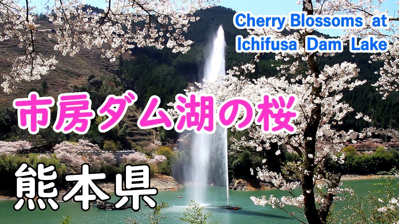 熊本県 市房ダム湖の桜 ( ヒーリング音楽 )  / Cherry Blossoms at Ichifusa Dam Lake ( Kumamoto, Japan )【日本の桜名所】