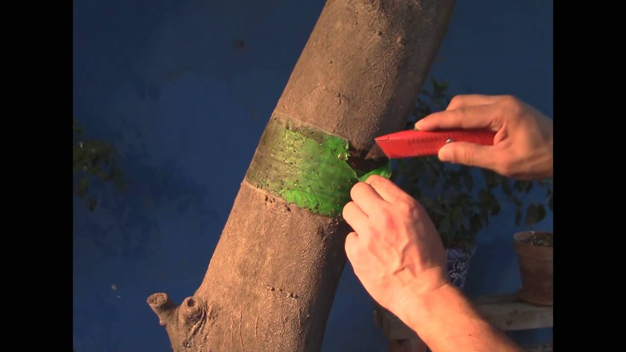 Como eliminar o controlar plaga y hormigas en arboles citricos