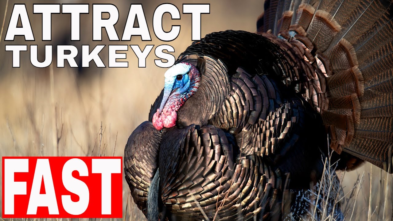 TURKEY THUNDER! Attract Massive Amounts Of Turkeys!