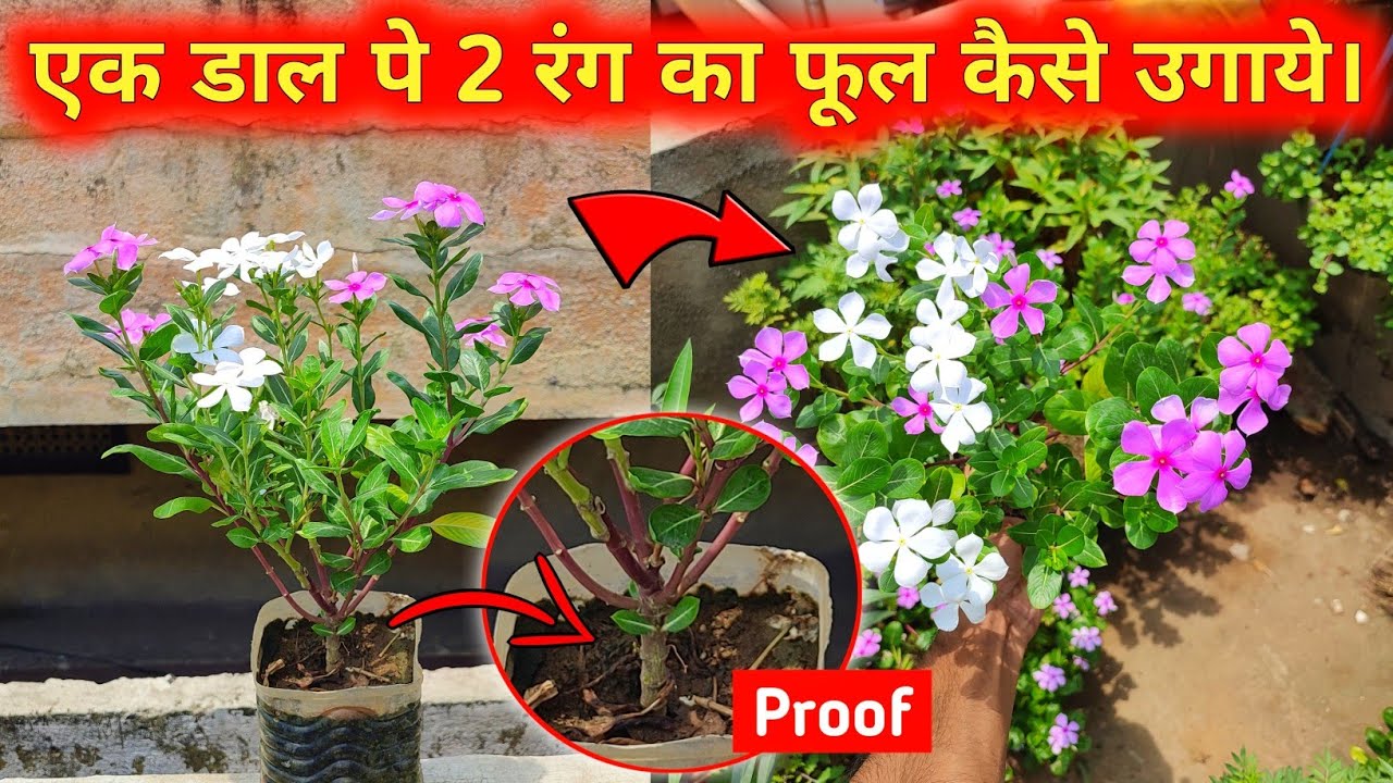 एक डाल मे 2 रंग के फूल लगाना सीखो | सदाबहार में 2 रंग का फूल लगाओ | Sadabahar Grafting kaise karen
