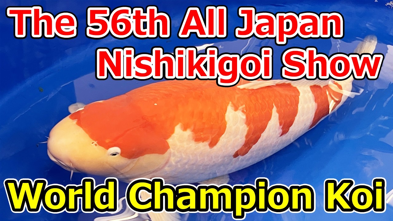 The 56th All Japan Combined Nishikigoi Show