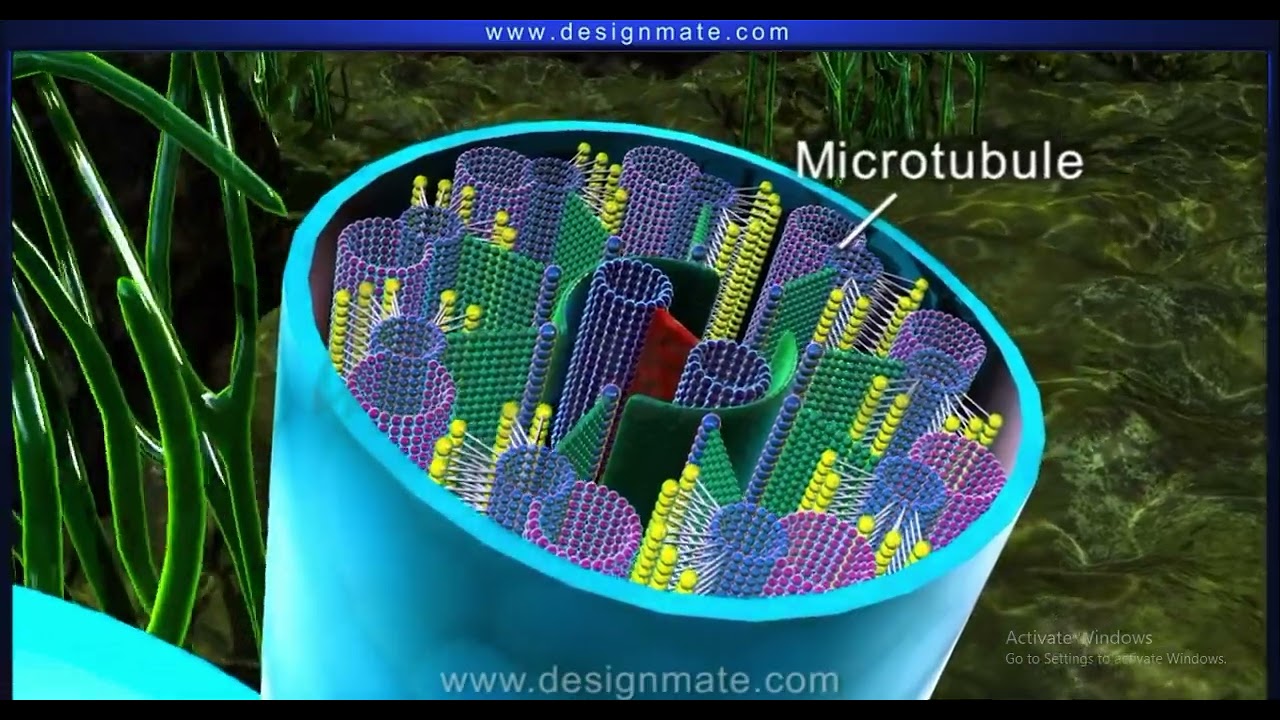 Structure of Cilia in Paramecium