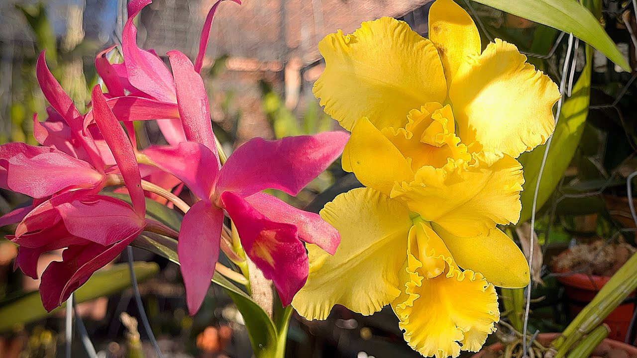 LINDAS FLORAÇÕES DE ORQUÍDEAS SE DESPEDINDO DO INVERNO!!!! #orquideas #explore 