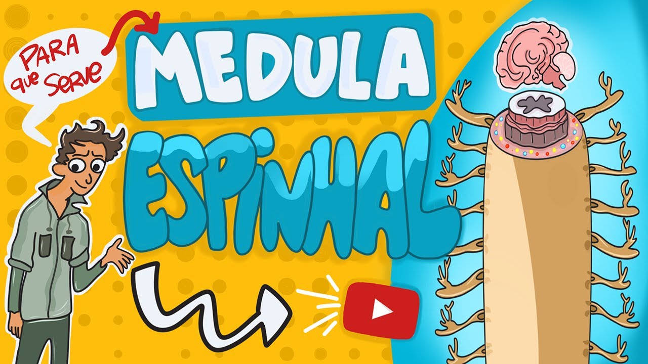 Para que serve a medula espinhal?