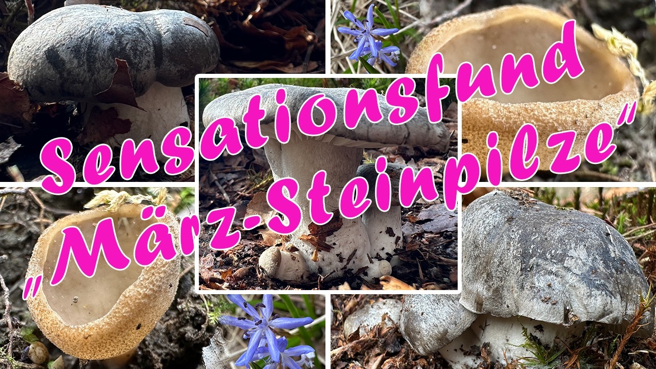 März-Steinpilze oder Steine mit Stiel & Lamellen? Sensationelle Pilzfunde im März | 14.03.2026