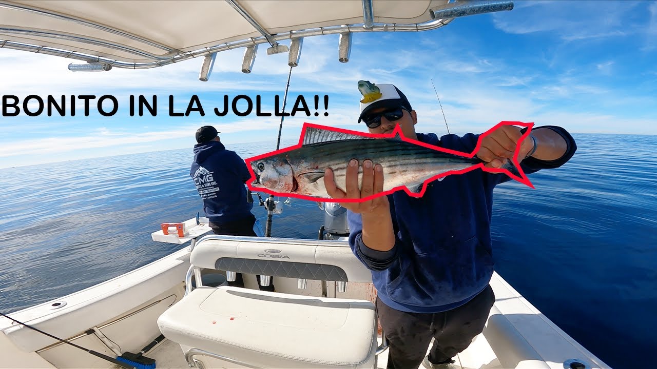 Bonito Fishing In La Jolla!! ( San Diego )