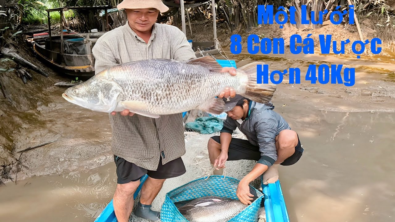 Trúng Bầy Cá Vược Khủng| Một Lưới 8 Con Hơn 40Kg|| TCNTV #611