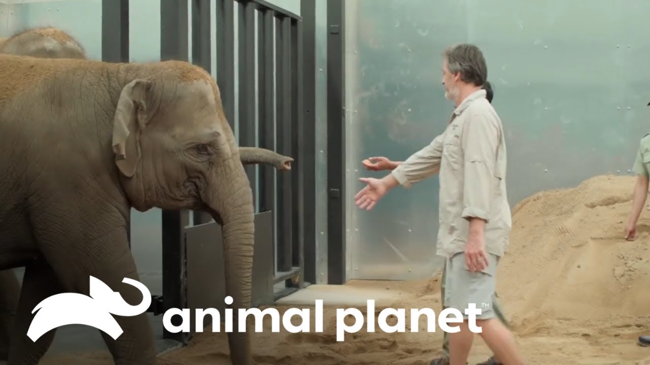 A chegada de três elefantes ao zoológico da Austrália | A Família Irwin | Animal Planet Brasil
