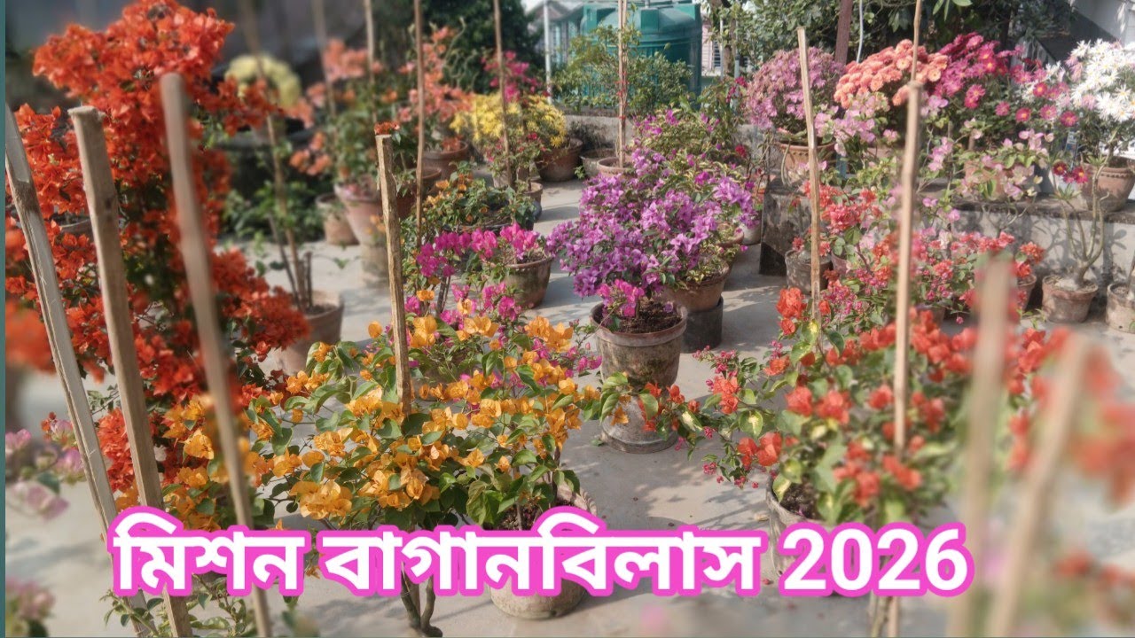 Bougainvillea 2026