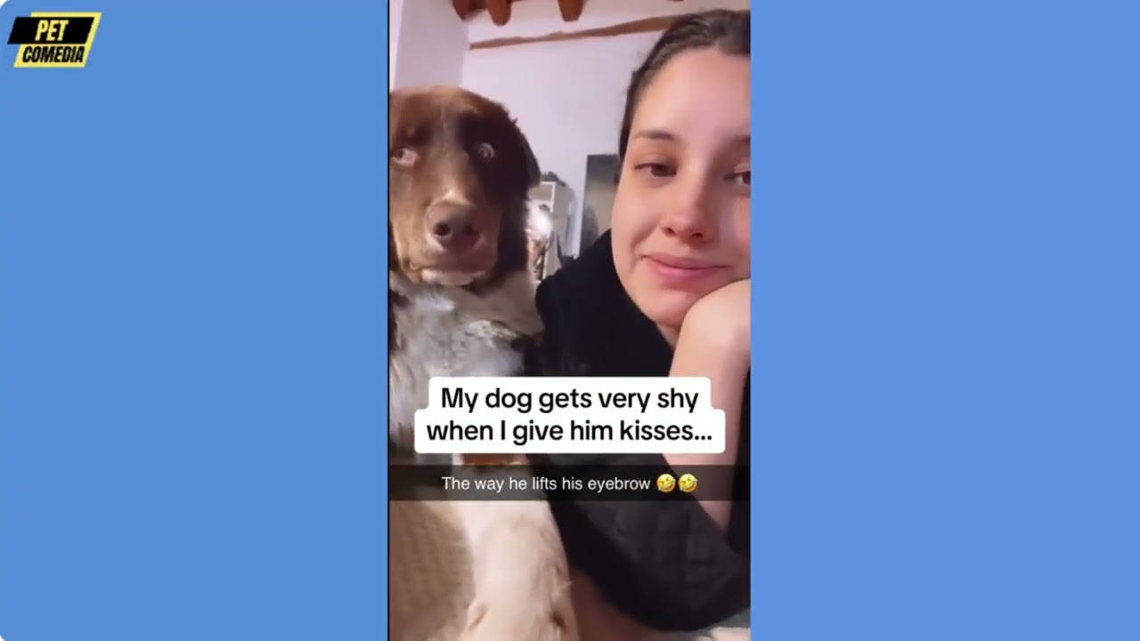 Hilarious Funny Dog Compilation| Cutest and Funniest Dogs Ever! Compilation #104 | Pet Comedia