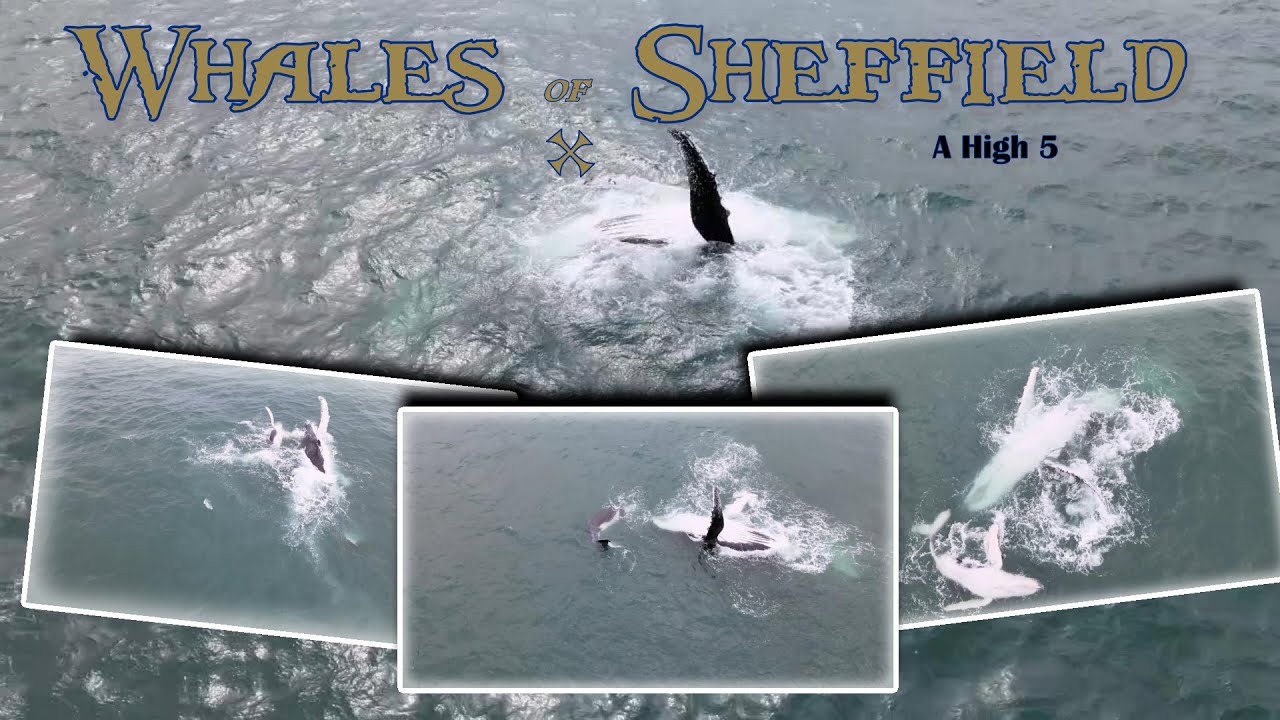 Whales of Sheffield, A High 5