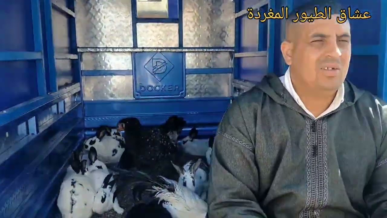 توليعة خفيفة في سوق الاحد للطيور 🐦🐓🐇🦃🦜🐥بالداخلة ليوم 9/11/2025  مع تحياتي للجميع 🫶🫶👍 👍