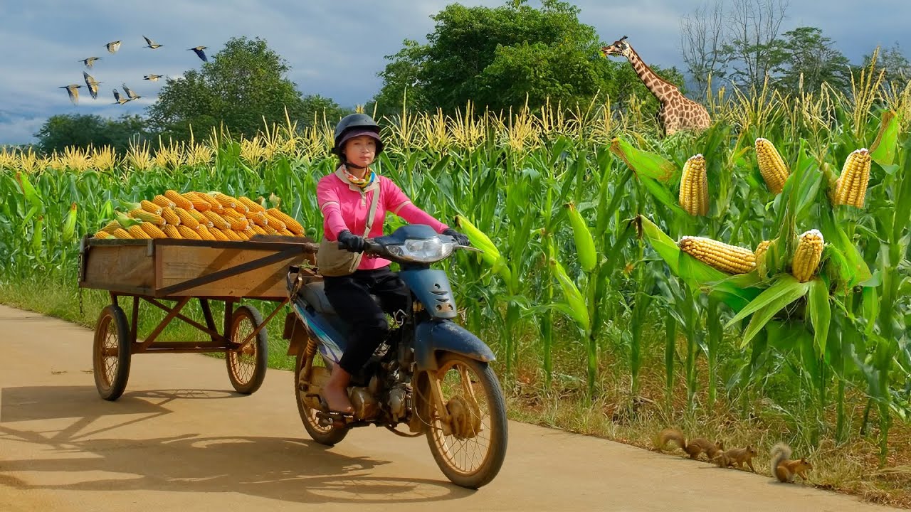 Harvest a Truckload of Sweet Corn to Sell at the Market, Make Sweet Corn Fried Rice