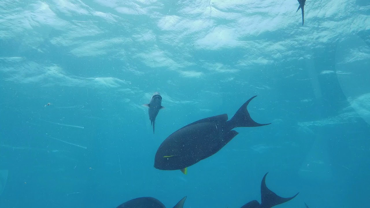 Conrad Maldives - Ithaa Under Sea Restaurant #brbs20 #brbs2018