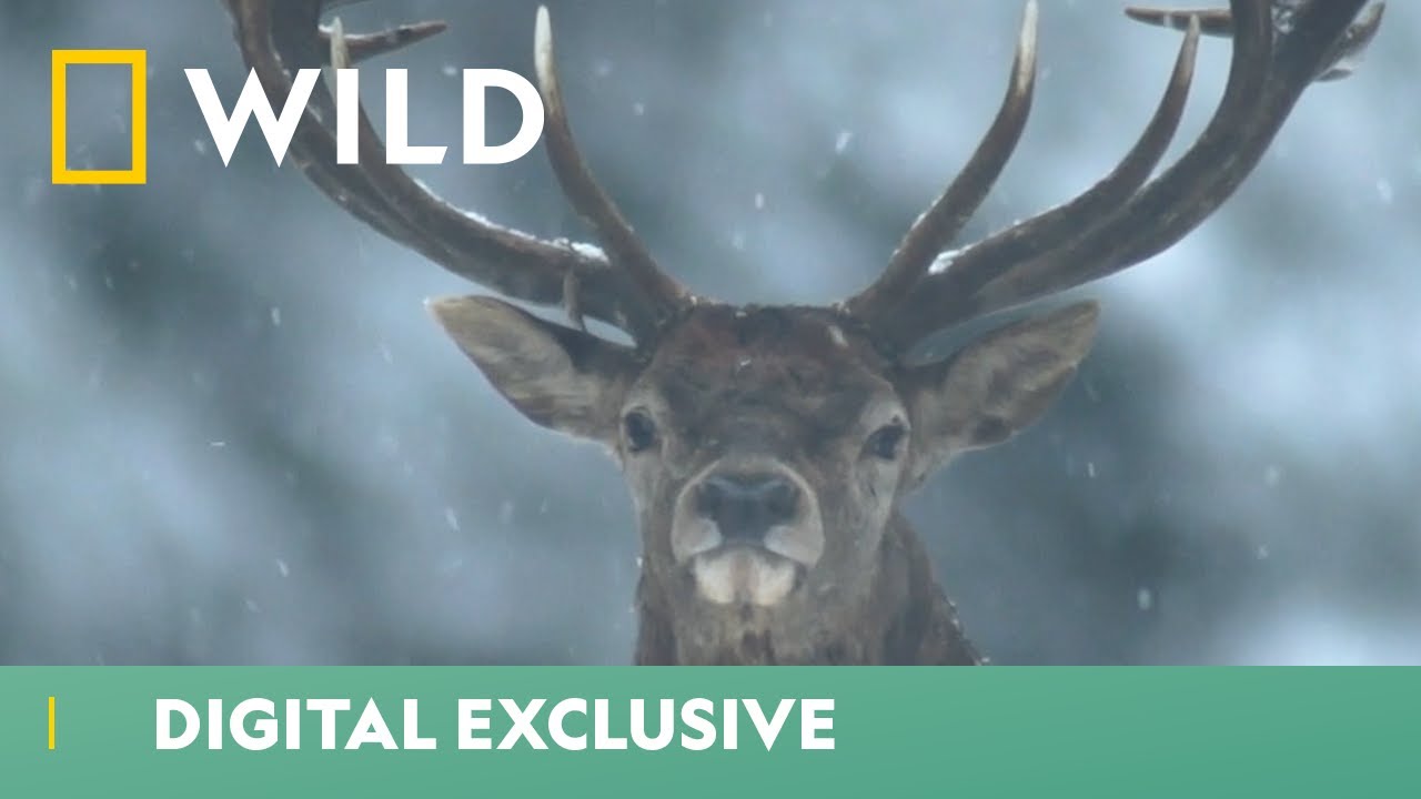 Two Male Deer Fight For Their Rights | Wild Europe | National Geographic WILD UK