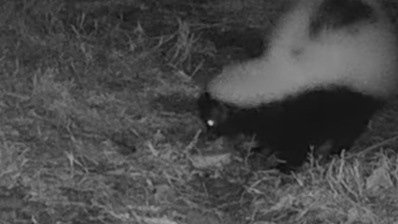 Fox steals skunks bone: WifiAmcrest motion 2026 02 27 job0750cfa70160