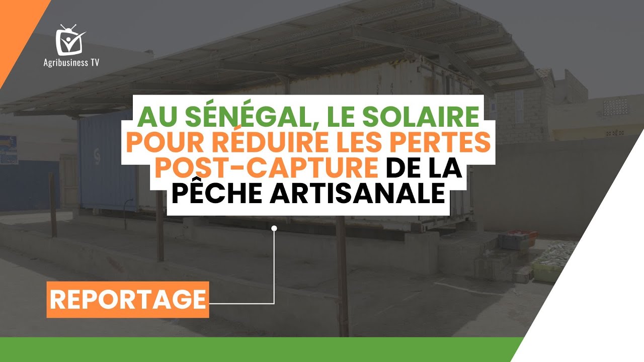 Au Sénégal, le solaire pour réduire les pertes post-capture de la pêche artisanale