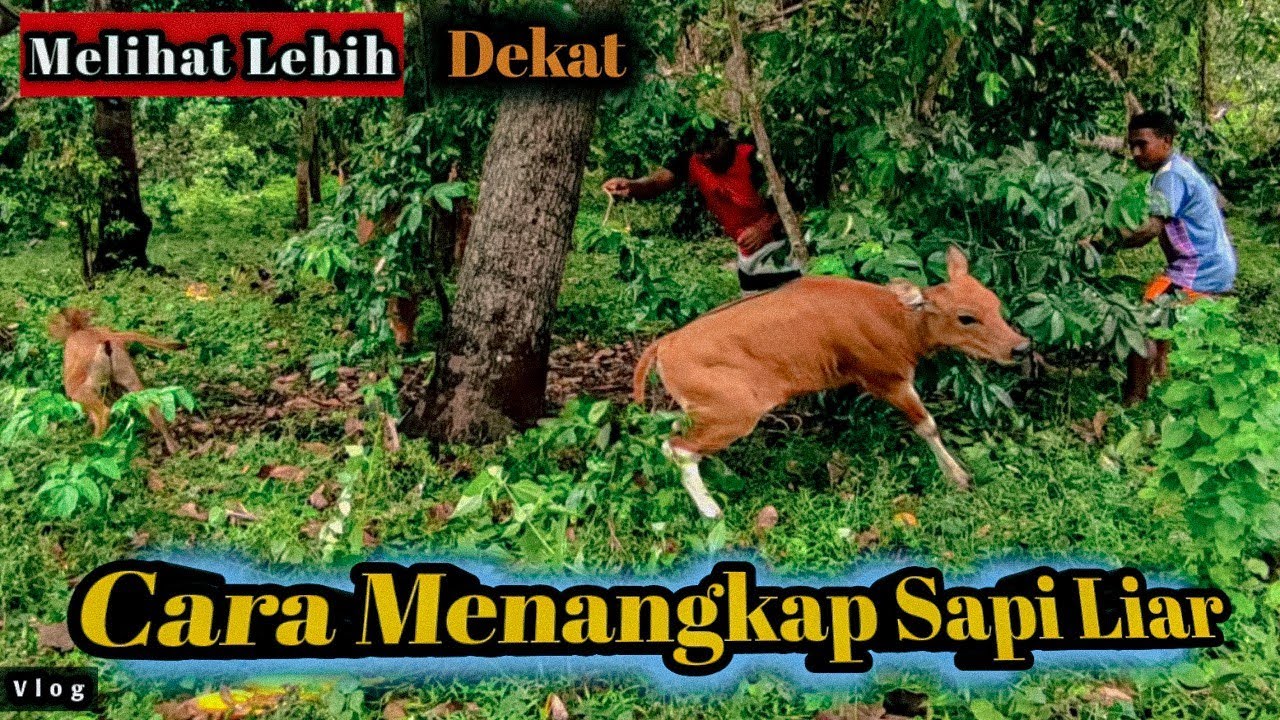 Sangat Efektif Menangkap Sapi  Menggunakan Tekhnik Seperti Ini