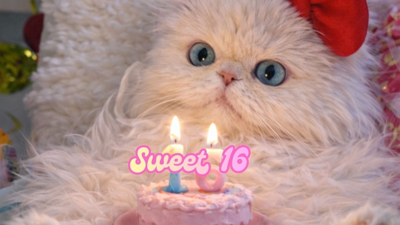Sweet 16 Cat Birthday Party💖
