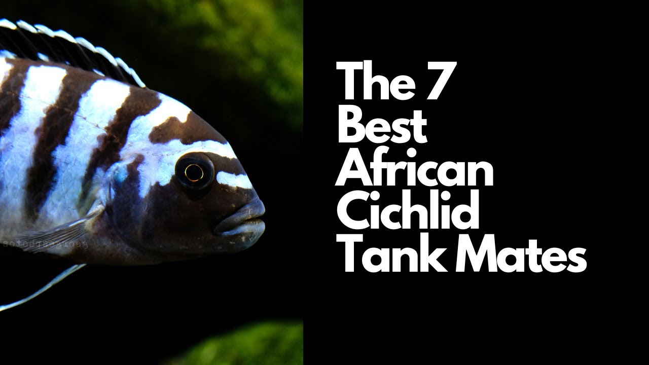 7 лучших соседей по аквариуму для африканских цихлид 🐟