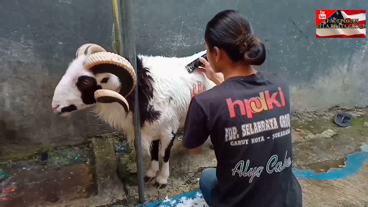merawat domba garut||Tips dan cara mencukur bulu domba garut Dogar|persiapan kontes| skdg|| hpdki