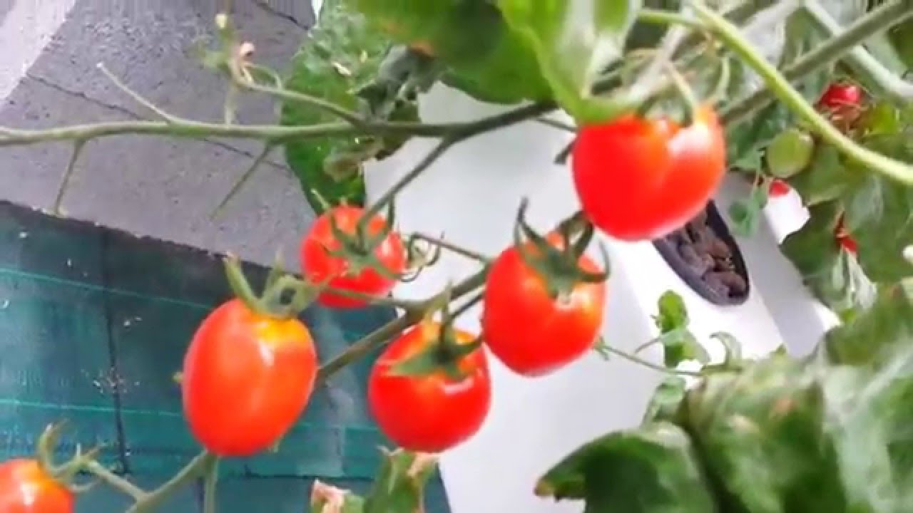 VLOG#3 - Je vous présente nos variétés de Tomates !  (Hydroponie - Les Sourciers)