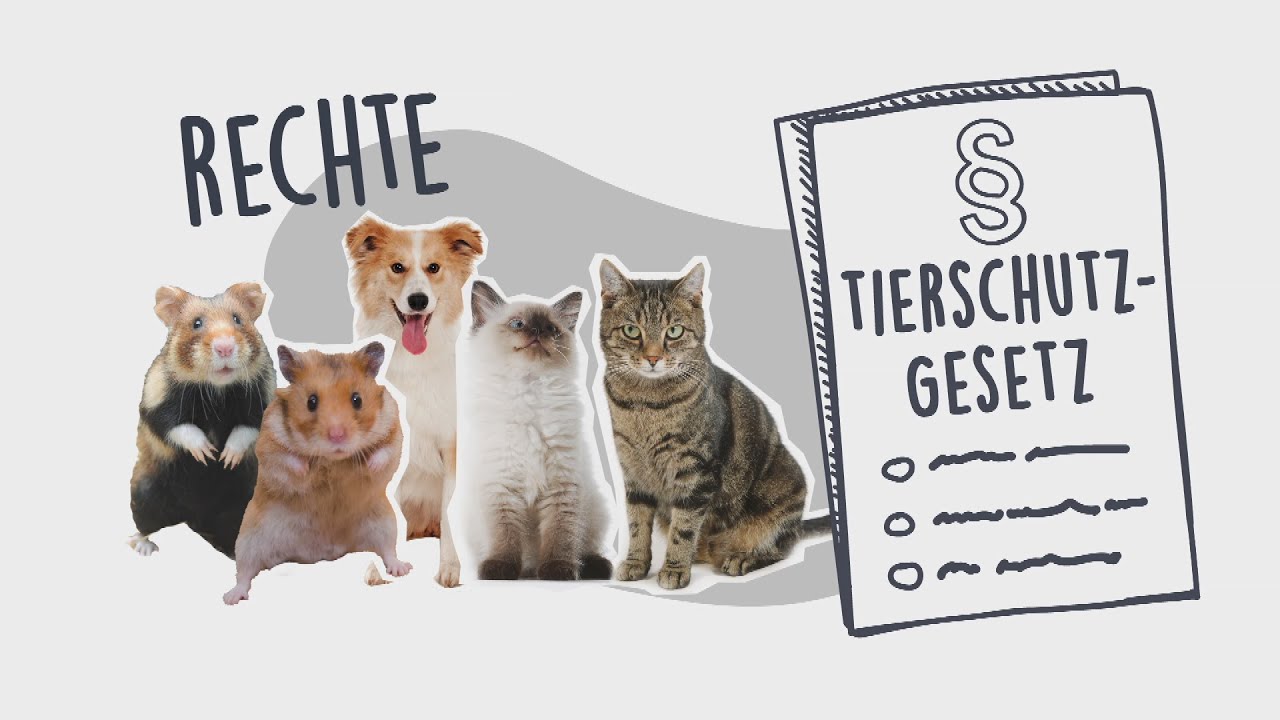 Die Rechte der Tiere &ndash; logo! erkl&auml;rt &ndash; ZDFtivi