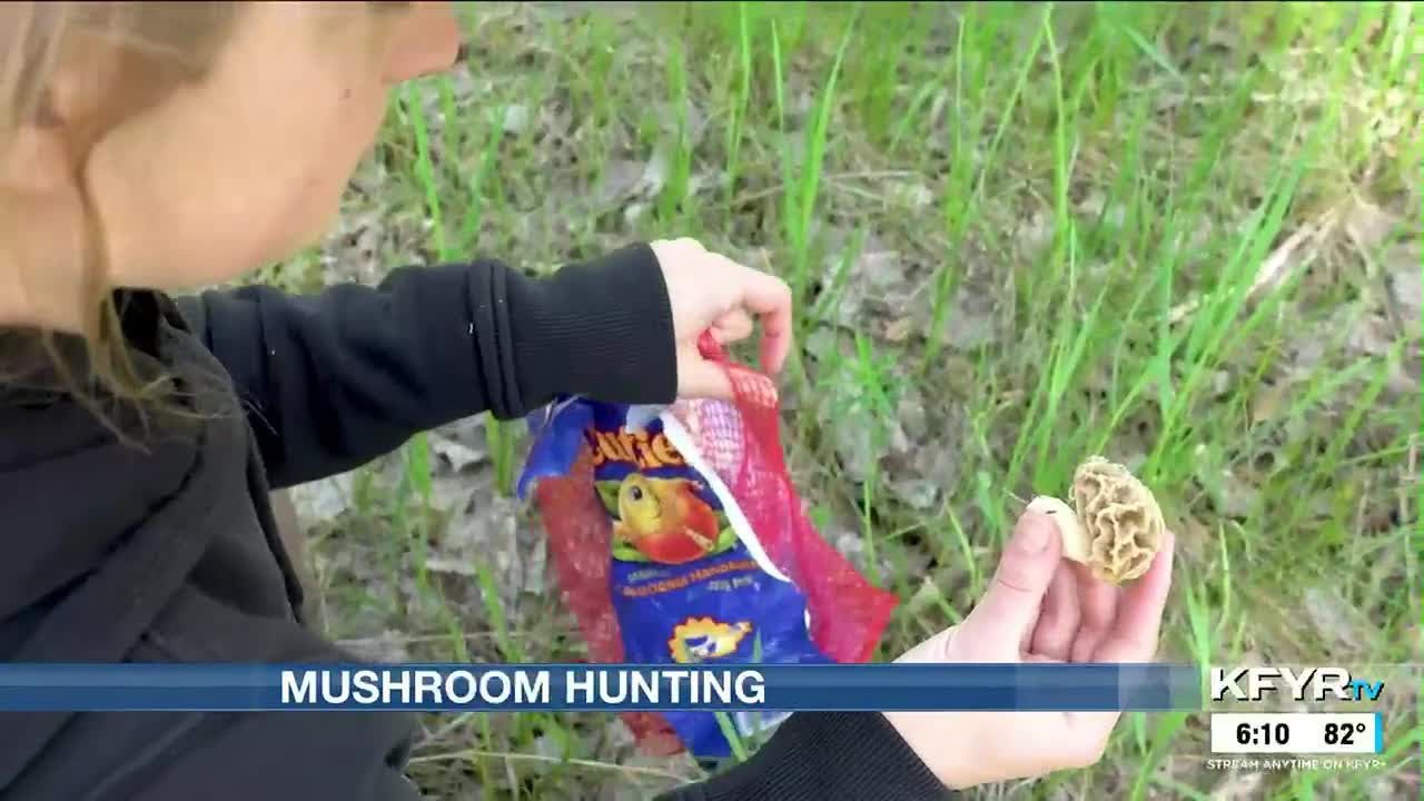 Searching for morel mushrooms: a fun family activity to get outdoors in ND