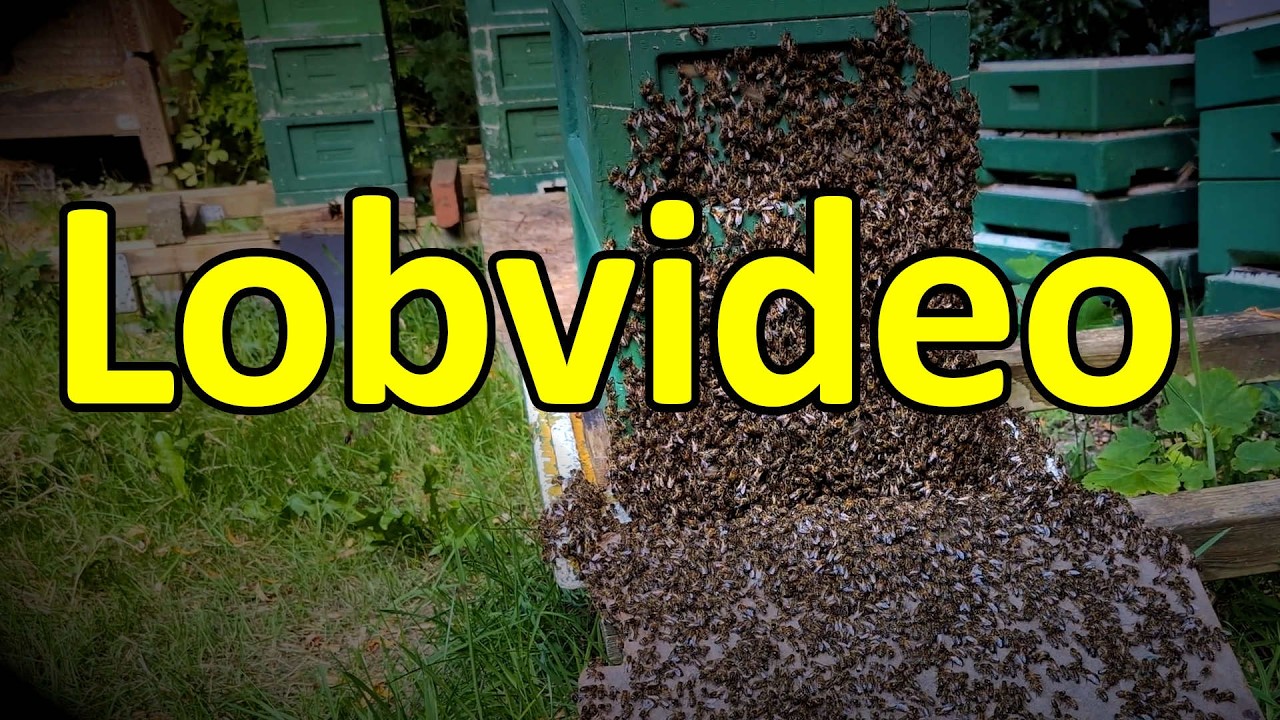 Biene und Beute: Video zu Holger Bickel, Roland Sachs, Sigrun Mittl, Dr. Otto Boecking LAVES Celle
