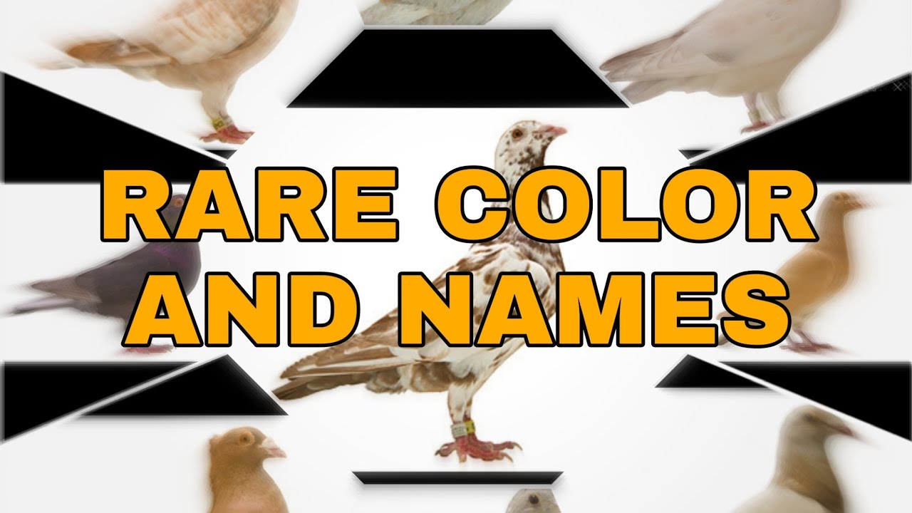 PART 1‼️ Rare color pigeon names🕊️