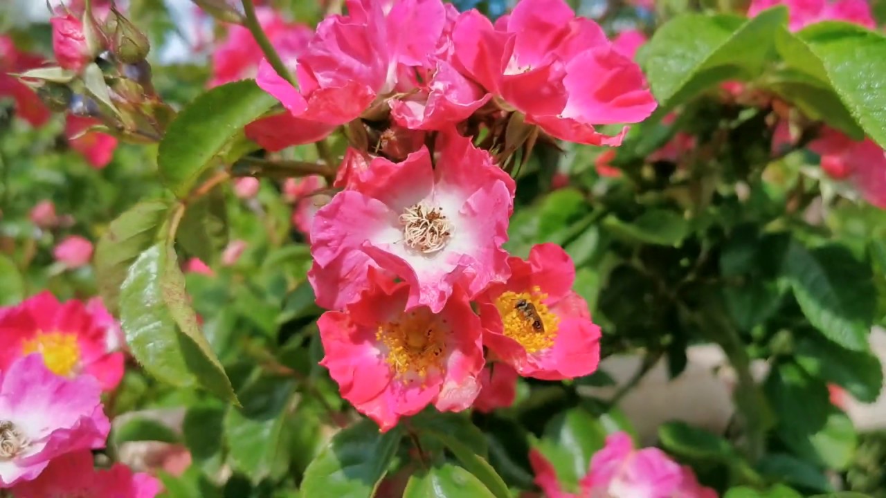 English Rose Garden Tour American Pillar