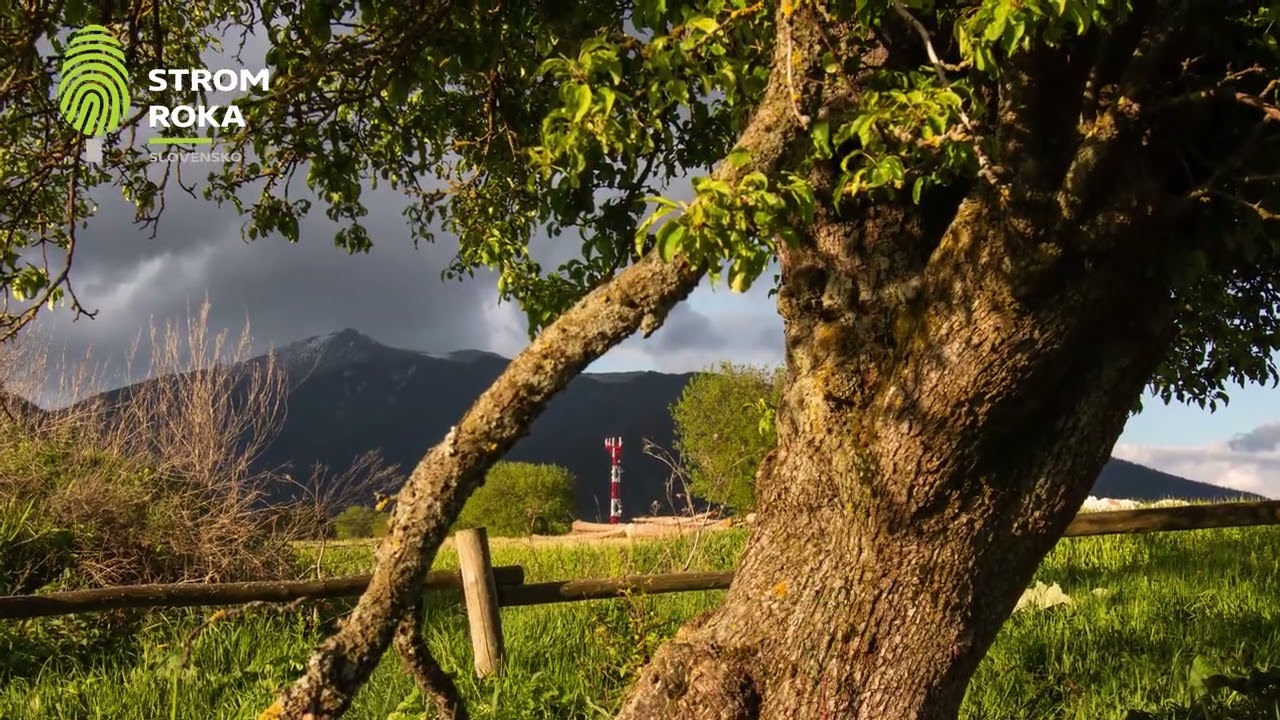 Old Wild Apple Tree (Slovakia) &ndash; Tree of the Year 2026 Finalist