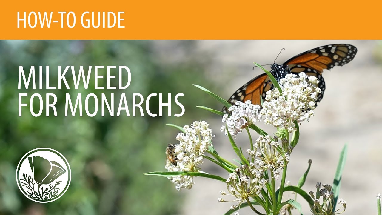 How to Plant Milkweed for Monarchs from Seed or Starter Plants