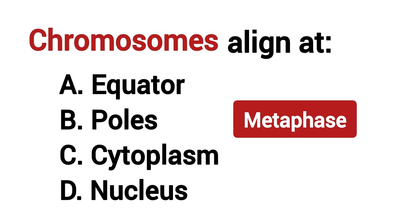 Top 15 MCQS On METAPHASE of Mitosis