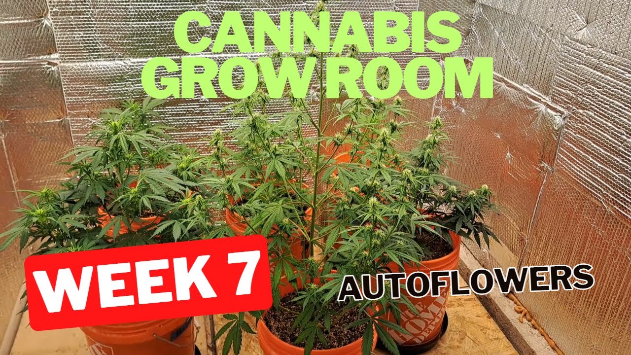 Cannabis Grow Room: Week 7 AutoFlower Run!