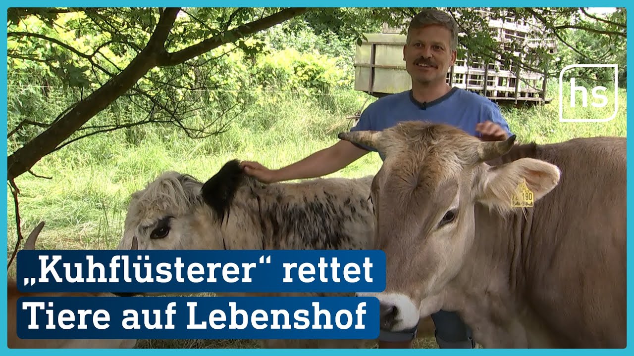 Der Kuhflüsterer aus dem Odenwald - Joar Berge rettet Kühe auf seinem Lebenshof | hessenschau