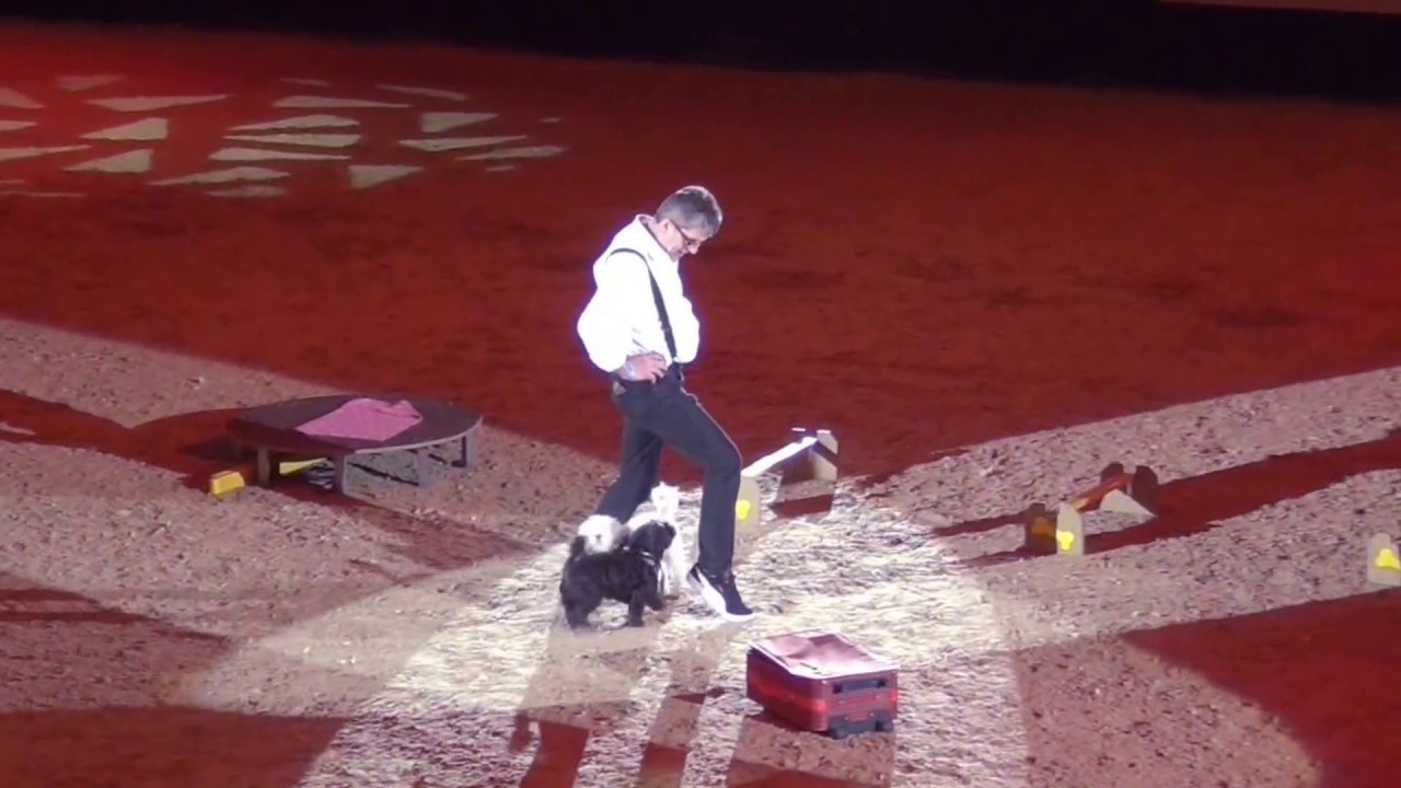 Wolfgang Steffens DogLive 2016 Gala Multitalent