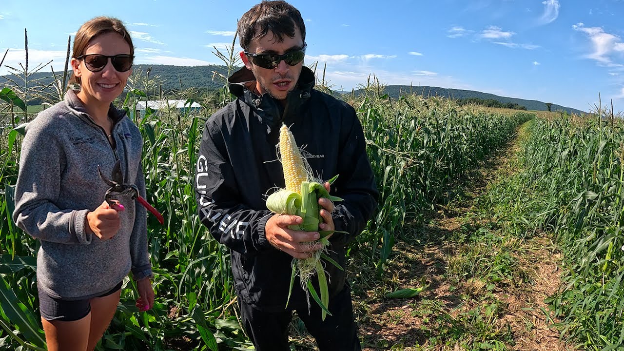 Starting A New Field Of Sweet Corn!