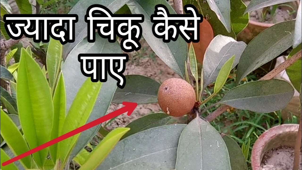 लदकर आएगे गमले में चिकू ये करने से ||How to grow chiku in pots || How to grow sapodilla in pots