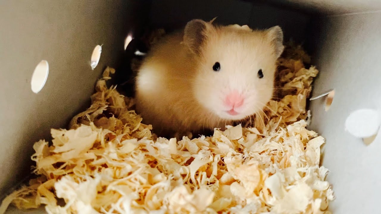 ペットショップで怯えながら売れ残ったハムスターをお迎えしました　おもしろ可愛い動物